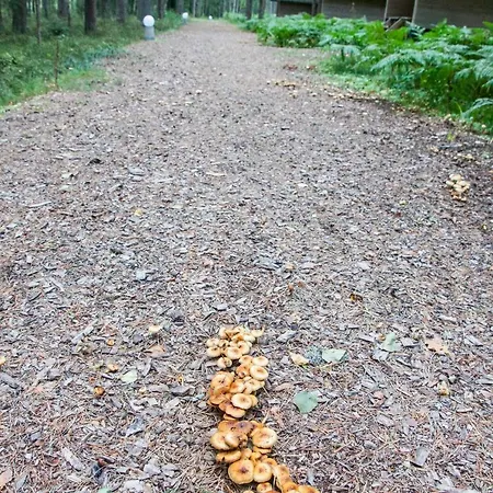 Pullijarve Puhkemaja Misso