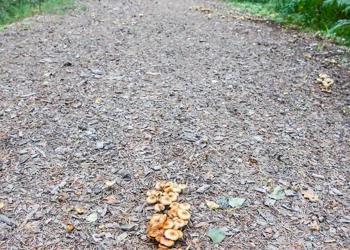 Pullijaerve Vakantiehuis Misso